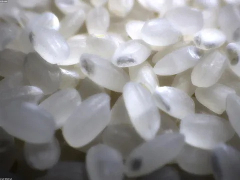 Ngô nếp tươi