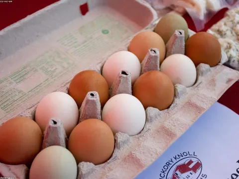 Gà đồi thả vườn thu hoạch mới