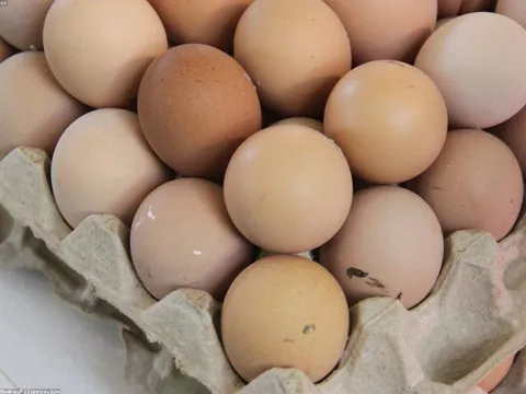 Gà đồi thả vườn