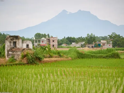 Hạt sen khô