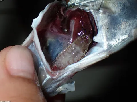 Cá lóc đồng vườn nhà