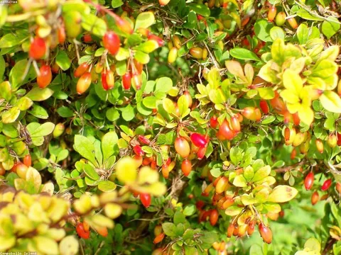 Hoa cẩm tú cầu loại 1